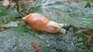 Platworm Leucochloridium paradoxum parasiterend op de Gewone barnsteenslak [upl. by Lindi]