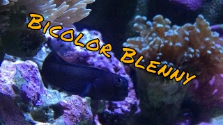 Bicolor Blenny Care Guide [upl. by Roseann]