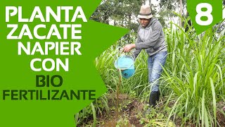 Ep 8 Plantando zacate Napier con biofertilizante [upl. by Aliakam]