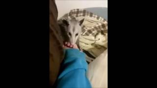 opossum slubbing on my bed while i play wii shop channel music [upl. by Yantruoc]