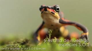 Atelopus varius [upl. by Odessa292]