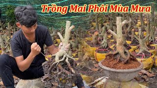 Trồng Mai Phôi Mùa Mưa  Mai Vàng Duy Hiếu [upl. by Nivan775]