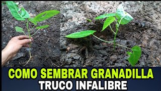 COMO SEMBRAR GRANADILLA A CAMPO DEFINITIVO  SIEMBA DIRECTA SIN PLANTÓN  tips garantizado [upl. by Gnen282]