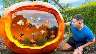 I Turned A Pumpkin Into A Fish Aquarium [upl. by Anders]