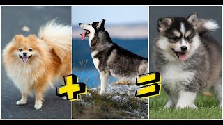 10 Cross Breed Dogs You Didnt Know Existed  Crossbred Dogs [upl. by Serrell]