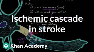 The ischemic cascade in stroke  Circulatory System and Disease  NCLEXRN  Khan Academy [upl. by Besnard]