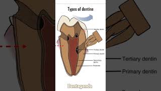 Dentine types [upl. by Engud]