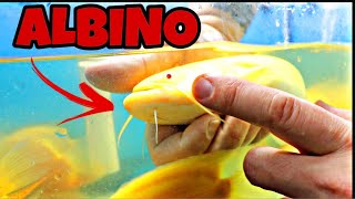 YOU DON’T WANT TO MISS THIS UNBOXING  NEVER SEEN THESE FISH BEFORE [upl. by Conan]