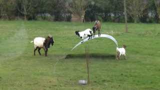 Chèvres en équilibre  goats balancing on a flexible steel ribbon [upl. by Eada]