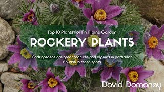 Top 10 Rockery Plants For Alpine Gardens [upl. by Shirleen]