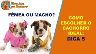 COMO escolher o cachorro ideal DICA 5 [upl. by Siul]