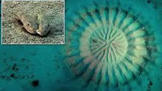 Mating in Puffer Fishshortsyoutube marinelife shorts shortsyoutubevideo [upl. by Meter223]