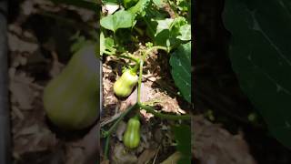 Butternut Squash  Cucurbita Moschata [upl. by Aidaas]