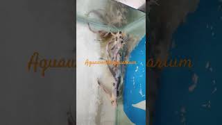 Walking cat fish youtube parrot goldfish archerfish birds catfish catfishing catfishfarming [upl. by Ahseei]