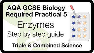 AQA GCSE Required Practical Enzymes  Method Analysis amp ExamStyle Questions [upl. by Lonni718]