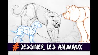 DESSINER LES ANIMAUX  TECHNIQUE DE BASE [upl. by Gaillard]