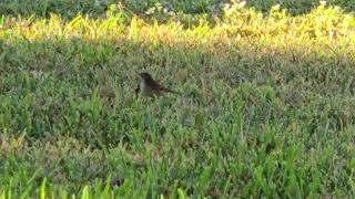 A Palm Warbler Beavis has made himself at home in our yard 20241126 [upl. by Pansir]