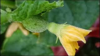 Citrullus lanatus Cucurbitaceae familynature trending flowers garden flora [upl. by Arlen]