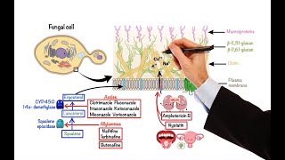 Pharmacology – ANTIFUNGAL DRUGS MADE EASY [upl. by Fortunna42]