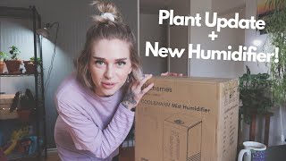 New Elechomes Humidifier  Plant Update new spring growth [upl. by Nnylear]