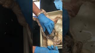 Fetal Pig Endocrine and Reproductive [upl. by Aivad]