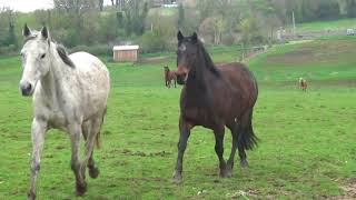 galop d un troupeau de 50 chevaux aux écuries de lespoir [upl. by Grimbal217]