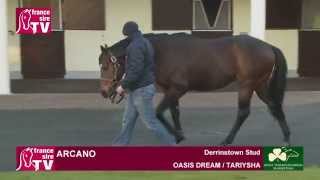 Arcano stallion standing at Derrinstown Stud  Irish Stallion Trail 2015 [upl. by Verbenia216]