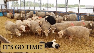 CIDR Protocol For Breeding Sheep PLANNING LAMBING GROUPS 2019 VLOG 138 [upl. by Anica505]