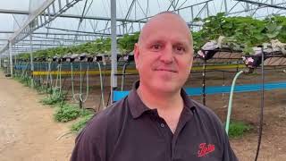 Tiptree 2023 strawberry harvest at Wilkin amp Sons [upl. by Donoghue510]