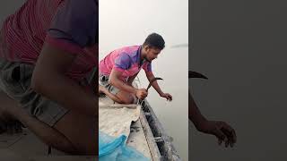 পদ্মা নদীতে মাছ ধরার আজব টেকনিক fishing river catching fishcatching bigfish [upl. by Germin]