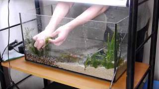 14 gallon planted tank setup time lapse [upl. by Hamnet]