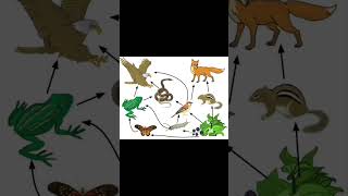 Ecological Niche Species  what it eat where it live Environmental  Shorts [upl. by Annanhoj]