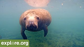 Best of Manatee’s 90 minutes of the mystical sea cow An ambient meditation to nourish the soul [upl. by Granoff]