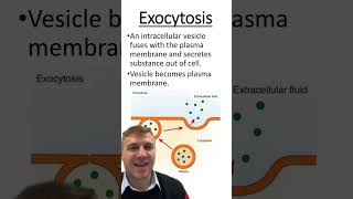 Endocytosis vs Exocytosis [upl. by Martijn239]