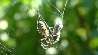 Wespenspinne Argiope bruennichi wwwInsektenlexikonch [upl. by Rekcut]