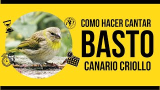 COMO HACER CANTAR A UN BASTO CANARIO CRIOLLO SICALIS FLAVEOLA JUVENIL [upl. by Ikir903]