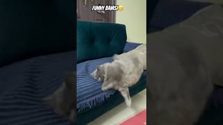 Funny bamsi sleeping fall down 🤣😁😴 [upl. by Ivzt]