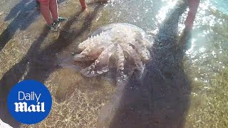 Beachgoers unsuccessfully try to save massive barrel jellyfish [upl. by Mayman]