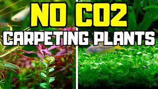 TOP 10 CARPETING PLANTS THAT DONT NEED CO2 [upl. by Fen]