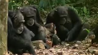 Chimpanzees Sophisticated Use of Tools  BBC Studios [upl. by Gerdy]