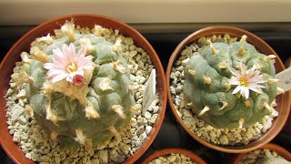 My Lophophora fricii Cactus Plants from my Rare Cactus Plants Unboxing in Flower [upl. by Shira]