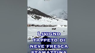 Livigno  tappetino di neve fresca 23 gennaio 2024 meteolivigno livignoskiresort [upl. by Anaicilef]