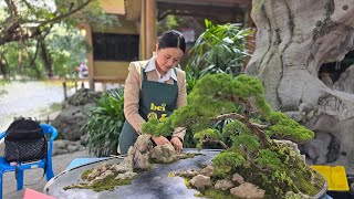 China Bonsai exhibition 2024 [upl. by Magbie]