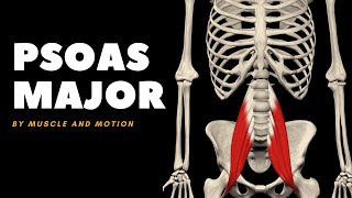 The Psoas Major Muscle Origin Insertion and Actions [upl. by Anida658]