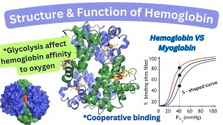 Structure amp Function of Hemoglobin Cooperative binding Hemoglobin Vs Myoglobin [upl. by Hakon]