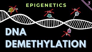 DNA demethylation Part 3  Structure of TET enzymes  Epigenetics  GATECSIRNET [upl. by Sisely]