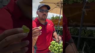 Quenepas en Ponce puertorico quenepas charneco [upl. by Elnore432]