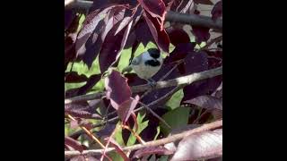 Black Capped Chickadee [upl. by Bigford]