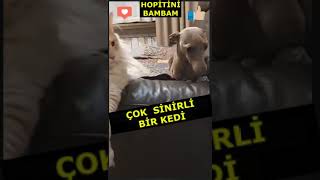 Simit var  kurabiye var  kedi keşfet shorts komikvideo eğlence trend sarman [upl. by Arabella631]