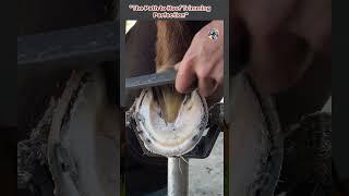 The Path to Hoof Trimming Perfection horse wood shorts youtubeshorts viralshort horsecare [upl. by Ennaylime]